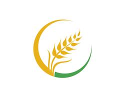 Agriculture wheat vector