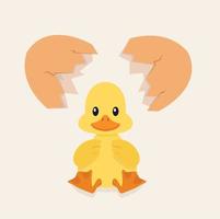 Broken egg shell vector  with baby duck