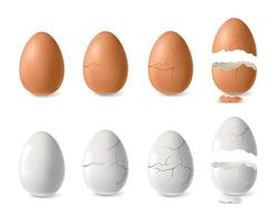 White And Brown Egg Set vector