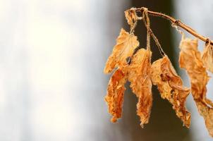 old leaves with fine structure photo