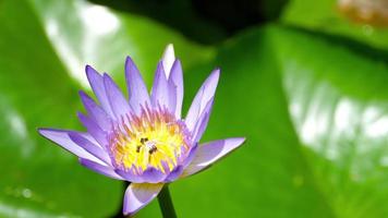 Water Lily Flower with wasps video