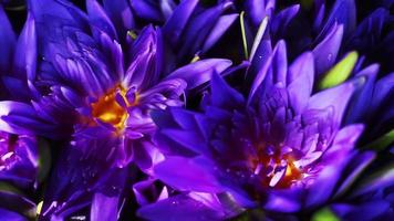 Close up of purple Lotus flowers background video