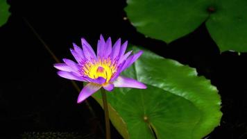 Sun rays at the water lily flower video