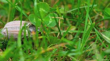 May bug beetle in grass video