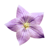 Platycodon grandiflorus transparent png