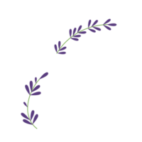 lavender flower illustration png