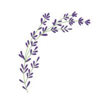 Thyme plant Hand drawn illustration png