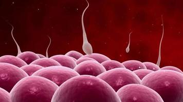 Microscopic visualization of sperm releasing nucleus video