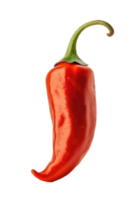 Red Chilly Pepper Isolated png