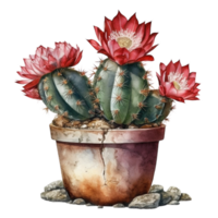 Cactus in flower pot, decorative plant in garden, png