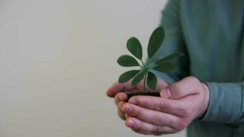 Man standing in front of white background holding a green plant and soil in his palm, keeping green means protecting the earth, ecology and green environment is always important video