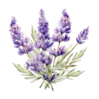 Lavender flowers isolated. Illustration png