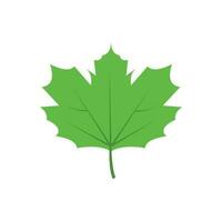 Green tree leaf vector illustration isolated on transparent background