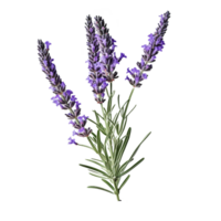 Lavender flower isolated on background with png