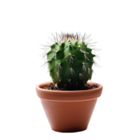 isolated cactus for decoration png