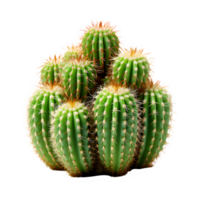 cactus isolated on transparent background ,thorny plant ,generative ai png