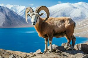 national animal of Tajikistan photo