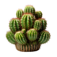 cactus plant isolated on transparent background ,houseplant png ,generative ai