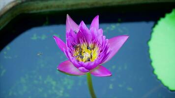 Bee  are flying and eating pollen from lotus on a nature background. video