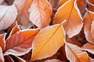 Orange beech leaves covered with frost in late fall or early winter. photo