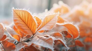 AI generated Orange beech leaves covered with frost in late fall or early winter. photo