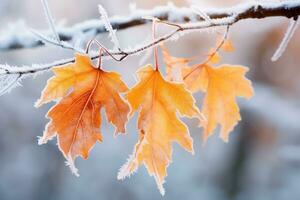 AI generated Autumn leaves on a branch covered with hoarfrost and snow, Beautiful frozen branch with orange and yellow maple leaves in the forest, AI Generated photo