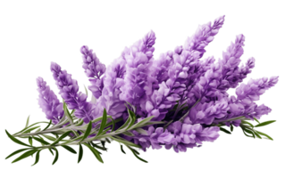 AI generated Clear Purple Herb Isolated on Transparent Background Generative AI png