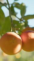 Sun Rays Lighting A Group Of Orange Fruits video