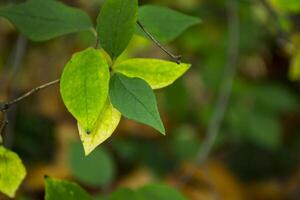 Green leaves of a tree. photo