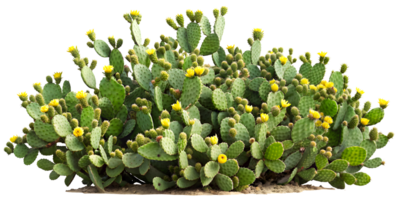 AI generated Blooming Prickly Pear Cactus Shrub png