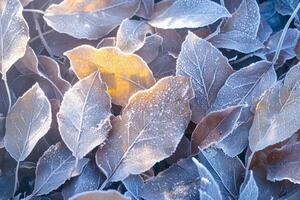 AI generated Winter wonderland Frosty leaves covered in shiny ice in snowy forest photo