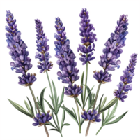 A bunch of purple lavender flowers are arranged in a row png