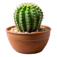 A small plant is in a brown pot png