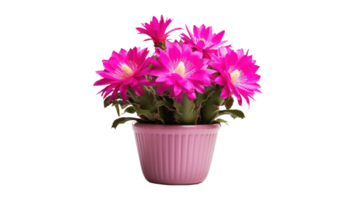 Pink Cactus Flower On Transparent Background png