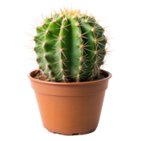 Green cactus in a brown pot isolated on a clean background png