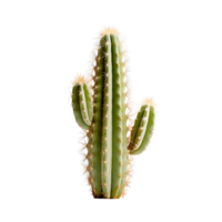 Prickly Greenery Isolated Clip Collection png