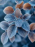 Frost-covered leaves on a brisk winter morning photo