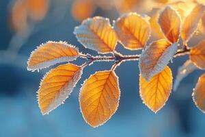 Frost-covered leaves on a brisk winter morning photo