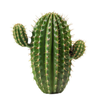 fresh prickly cactus png