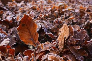 Winter autumn and Flower, Plant, and Berry Blooms and autumn leaves on snowy ground photo