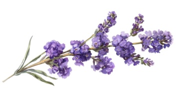 Statice flower on the Transparent Background, Format png