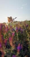 Cute beautiful child girl outdoor sitting and sniffing wild flowers with evening sunlight video