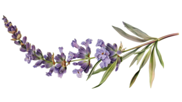 Lavender flower on the Transparent Background, Format png