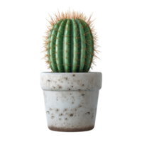 Potted Cactus with Spines and Green Stem png