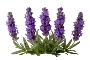 Lavender Plant with Flowers, Leaves, and Stems png