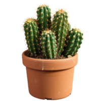 cactus plant in a pot on a transparent backgound png