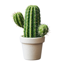 cactus plant in a pot on a transparent background png