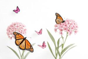 Monarch Butterfly on Pink Flowers with White Background photo