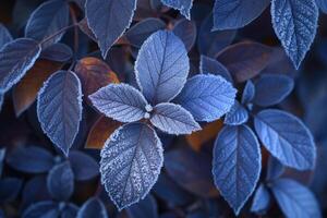 Frosted Leaves on Bush Background photo