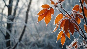 Beautiful colourful nature with bright orange leaves covered with frost in late autumn or early winter. photo